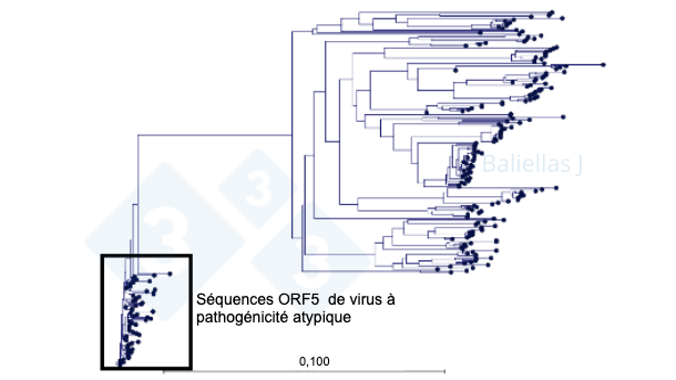 Figure 1 : Arbre phylogénétique avec l'historique des séquences ORF5 détectées dans une région sur une période de 4 ans.