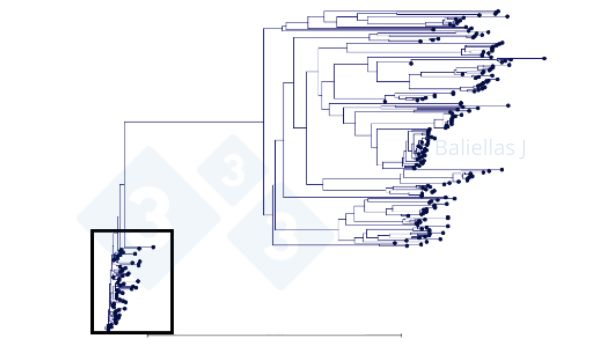 Figure 1 : Arbre phylog&eacute;n&eacute;tique avec l'historique des s&eacute;quences ORF5 d&eacute;tect&eacute;es dans une r&eacute;gion sur une p&eacute;riode de 4 ans.

