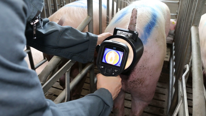 synth&egrave;ses elevage1