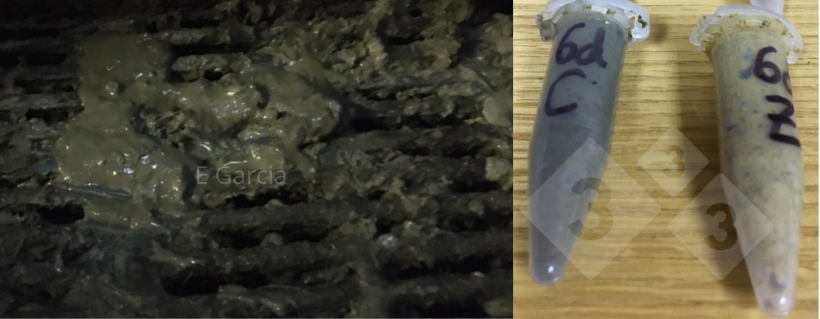 Figure 2. Lorsque vous retirez l'aliment médicamenteux, y compris le ZnO, vous remarquerez que les selles sont plus foncées et plus molles. Il durera une semaine après le sevrage. Cependant, s'il n'y a pas de germes, cela passera et les porcelets rattraperont leur retard. Les tubes montrent des matières fécales au sein d'un même élevage avec (Z) et sans ZnO (C) 6 jours après le sevrage.