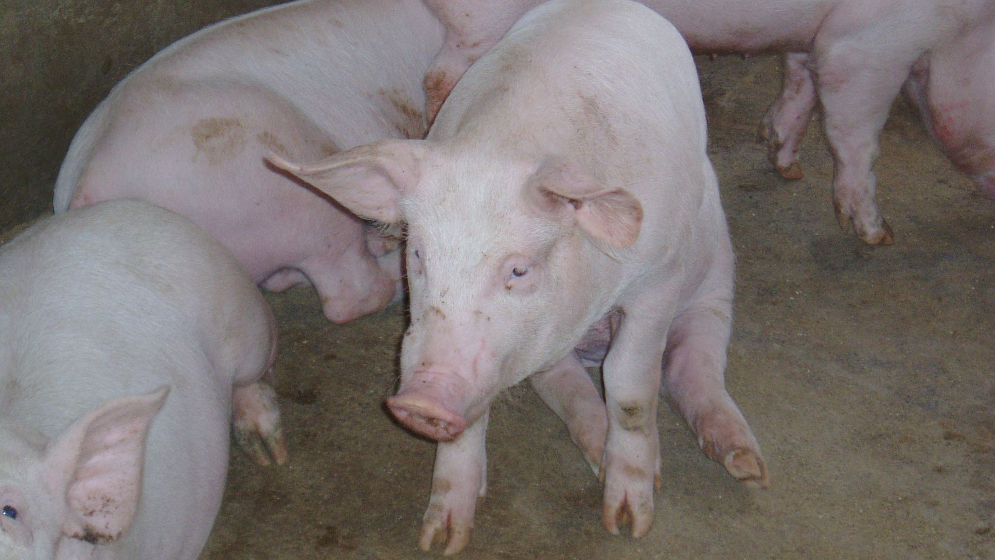 Porc en position de "chien assis"
