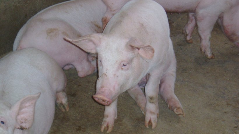 Porc en position de "chien assis"
