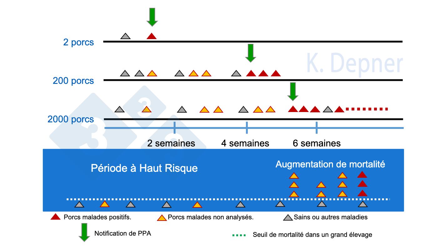 Figure 1. P&eacute;riode &agrave; haut risque et taille de l'&eacute;levage. Dans les petits, il est g&eacute;n&eacute;ralement plus facile de d&eacute;tecter pr&eacute;cocement la PPA en raison du petit nombre d'animaux, tandis que dans les grands, les premiers animaux malades ou morts peuvent passer inaper&ccedil;us.
