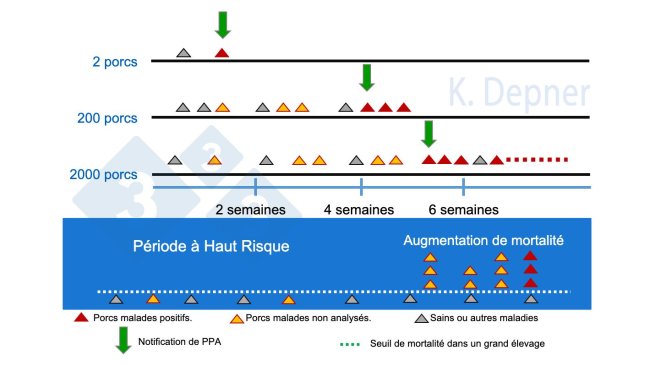 Figure 1. Période à haut risque et taille de l'élevage. Dans les petits, il est généralement plus facile de détecter précocement la PPA en raison du petit nombre d'animaux, tandis que dans les grands, les premiers animaux malades ou morts peuvent passer inaperçus.