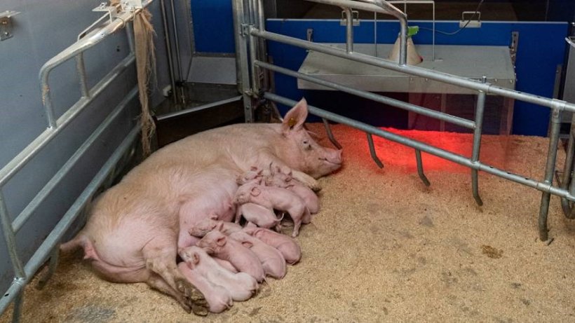 Nave de bienestar animal