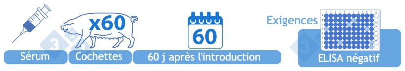 Négatif provisoire (III). Tester par ELISA le sérum de 60 truies de remplacement après 60 jours dans l'élevage. Pour être dans cette catégorie, tous les résultats (tests individuels) doivent être négatifs.