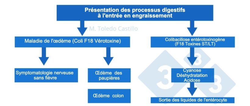 Sch&eacute;ma 1. Pathogen&egrave;se des processus colibacillaires &agrave; l'entr&eacute;e en engraissement chez le porc
