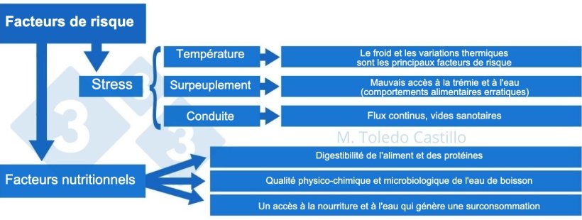 Sch&eacute;ma 2 : Tableau des facteurs de risque associ&eacute;s &agrave; la pr&eacute;sentation de la colibacillose
