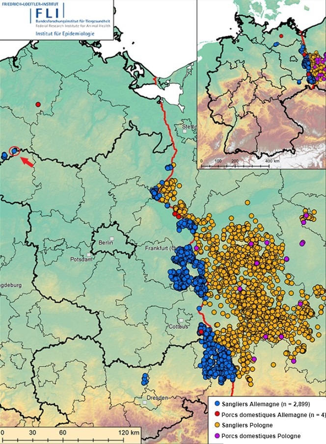 Peste porcine africaine en Allemagne et dans l'ouest de la Pologne depuis septembre 2020&nbsp; (au 3&nbsp;d&eacute;cembre&nbsp;2021). Source : FLI.
