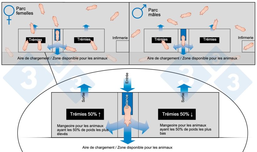 Figure 1 : Sch&eacute;ma de l'engraissement avec de grands groupes et un classement automatique.
