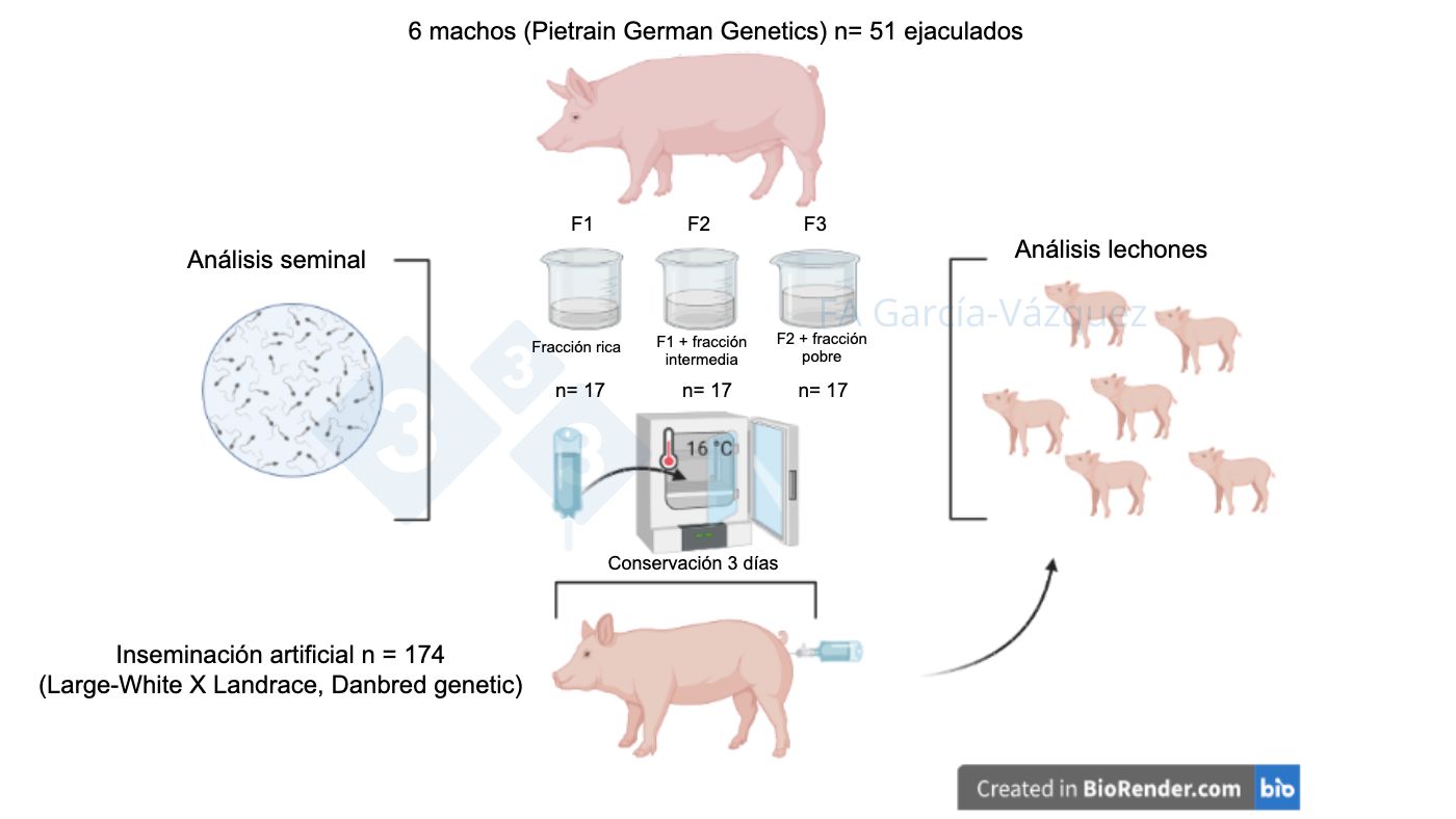 Figure 1. R&eacute;sum&eacute; graphique de l'&eacute;tude

