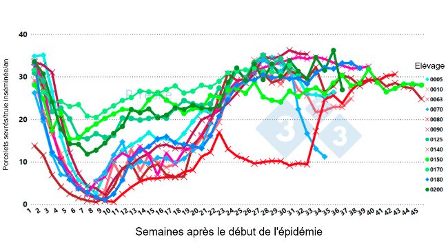 Figure 2 : &Eacute;volution du nombre de porcelets sevr&eacute;s/truie ins&eacute;min&eacute;e/an apr&egrave;s l'apparition du SDRPv (variant 1-4-4 L1C) dans 12 &eacute;levages diff&eacute;rents, montrant que la baisse de productivit&eacute; prend jusqu'&agrave; 30 semaines pour se r&eacute;tablir.
