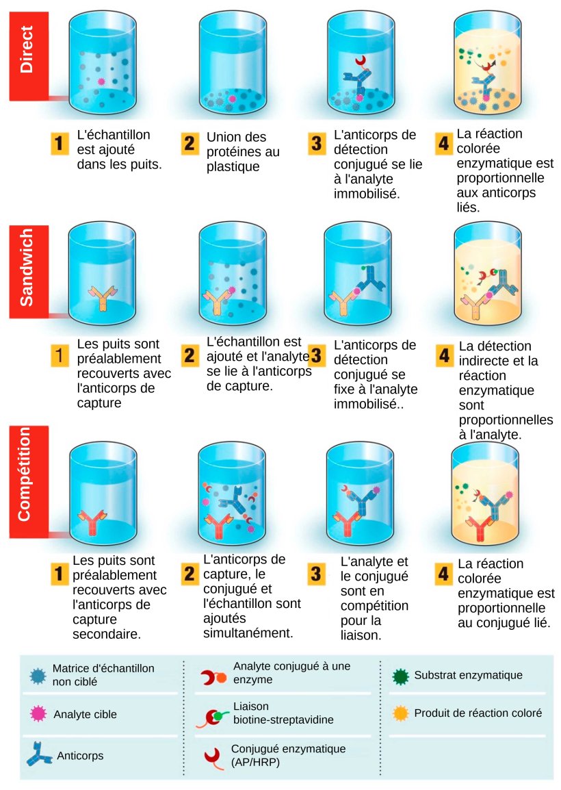 Figure 1 : Vue d'ensemble du test de diagnostic bas&eacute; sur le test immuno-enzymatique (ELISA). Le test ELISA peut &ecirc;tre pr&eacute;sent&eacute; sous diff&eacute;rents formats en fonction des diff&eacute;rences d'immobilisation des antig&egrave;nes et de marquage des anticorps. Dans le test ELISA direct, les antig&egrave;nes du virus li&eacute;s &agrave; une phase solide en plastique sont d&eacute;tect&eacute;s par l'ajout d'un anticorps conjugu&eacute;. Dans le test ELISA sandwich, l'anticorps de capture se lie &agrave; la phase solide en plastique. Les antig&egrave;nes de l'&eacute;chantillon se lient &agrave; l'anticorps de capture et sont ensuite d&eacute;tect&eacute;s par un second anticorps marqu&eacute; par une enzyme. Dans le test ELISA comp&eacute;tition, l'antig&egrave;ne viral de l'&eacute;chantillon est pr&eacute;-incub&eacute; avec l'anticorps primaire, puis ajout&eacute; &agrave; un puits recouvert d'un anticorps secondaire avec un antig&egrave;ne conjugu&eacute; &agrave; une enzyme qui entre en comp&eacute;tition avec l'antig&egrave;ne de l'&eacute;chantillon pour se lier &agrave; l'anticorps primaire. Plus l'antig&egrave;ne viral est pr&eacute;sent dans l'&eacute;chantillon, moins l'antig&egrave;ne conjugu&eacute; se fixera et plus le signal sera faible. Source : Adapt&eacute; de Ghaffari et al. 2020.
