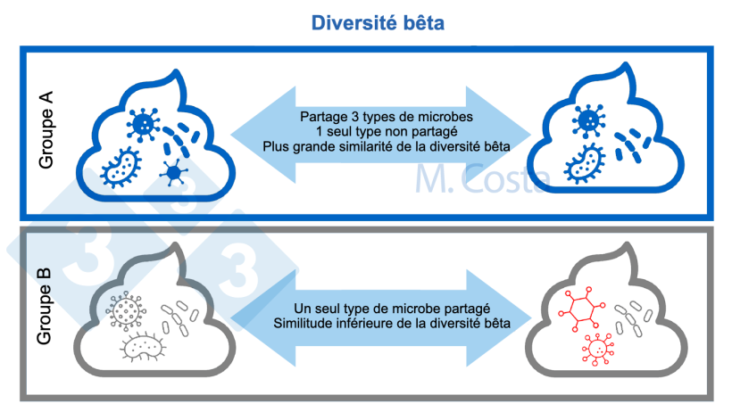 Figure 3 : Comprendre les changements dans la composition microbienne entre les &eacute;chantillons (diversit&eacute; b&ecirc;ta). Une communaut&eacute; microbienne plus similaire partage plus de types de microbes entre les &eacute;chantillons. Normalement, d'autres aspects (tels que les relations g&eacute;n&eacute;tiques entre les microbes) sont pris en compte lors du calcul de l'indice de diversit&eacute; b&ecirc;ta.
