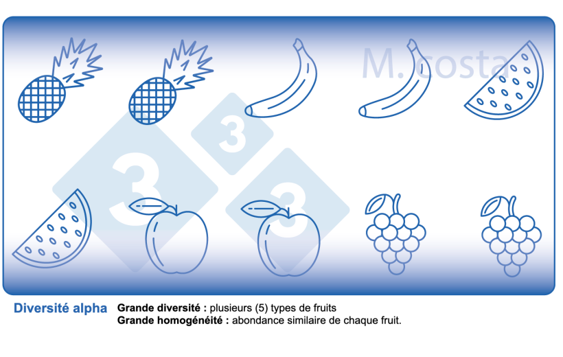 Figure 2. Comment interpr&eacute;ter les mesures de diversit&eacute; microbienne des &eacute;chantillons (diversit&eacute; alpha). La vari&eacute;t&eacute; est un param&egrave;tre de diversit&eacute; (par exemple, les types de fruits) et d'homog&eacute;n&eacute;it&eacute; (par exemple, la distribution ou l'abondance de chaque type de fruit) dans un &eacute;chantillon donn&eacute;.
