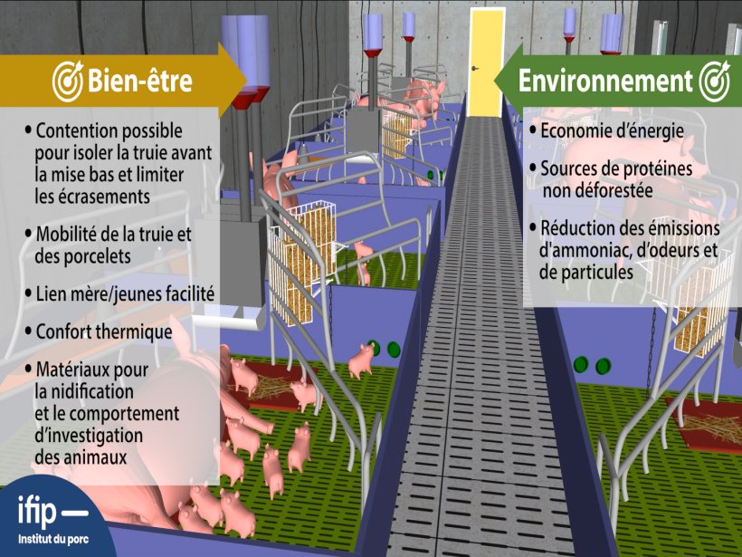 Maternit&eacute;&nbsp;avec cases libert&eacute;&nbsp;: truie et porcelets mobiles, paille pour nidification et investigation, niche pour porcelets, sols vari&eacute;s (chauffage localis&eacute; pour confort thermique&hellip;).
