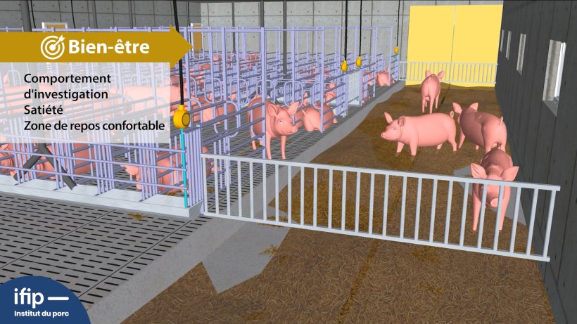 B&acirc;timent des gestantes avec diff&eacute;rentes zones de vie : r&eacute;fectoires individuels qui permet &agrave; la truie de s&rsquo;isoler et se reposer et une zone paill&eacute;e pour investigation, sati&eacute;t&eacute; et confort.
