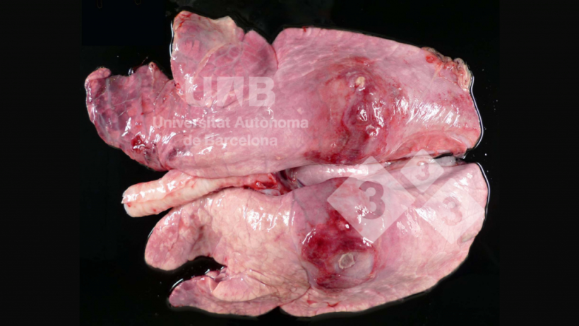 Figure 1. Pleuropneumonie fibrino-nécrosante compatible avec App. Source: UAB.