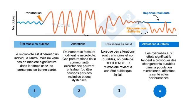 Figure 1 - Sch&eacute;ma hypoth&eacute;tique d&eacute;crivant la r&eacute;ponse du microbiote &agrave; une perturbation. 1) Les individus sains pr&eacute;sentent un degr&eacute; normal de variation de leur microbiote, qui n'entra&icirc;ne pas de maladie (c'est ce qu'on appelle l'eubiose). 2) Une perturbation (par exemple, un stress thermique) peut entra&icirc;ner une instabilit&eacute; du microbiote et provoquer une maladie. 3) Le microbiote r&eacute;silient reviendra &agrave; un &eacute;tat similaire &agrave; celui d'avant la perturbation, o&ugrave; il n'y a pas de maladie. 4) Les microbiotes qui ne sont pas r&eacute;silients ne pourront pas "r&eacute;cup&eacute;rer" et souffriront de dysbiose et de maladies.
