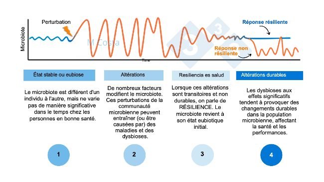 Figure 1 - Schéma hypothétique décrivant la réponse du microbiote à une perturbation. 1) Les individus sains présentent un degré normal de variation de leur microbiote, qui n'entraîne pas de maladie (c'est ce qu'on appelle l'eubiose). 2) Une perturbation (par exemple, un stress thermique) peut entraîner une instabilité du microbiote et provoquer une maladie. 3) Le microbiote résilient reviendra à un état similaire à celui d'avant la perturbation, où il n'y a pas de maladie. 4) Les microbiotes qui ne sont pas résilients ne pourront pas "récupérer" et souffriront de dysbiose et de maladies.