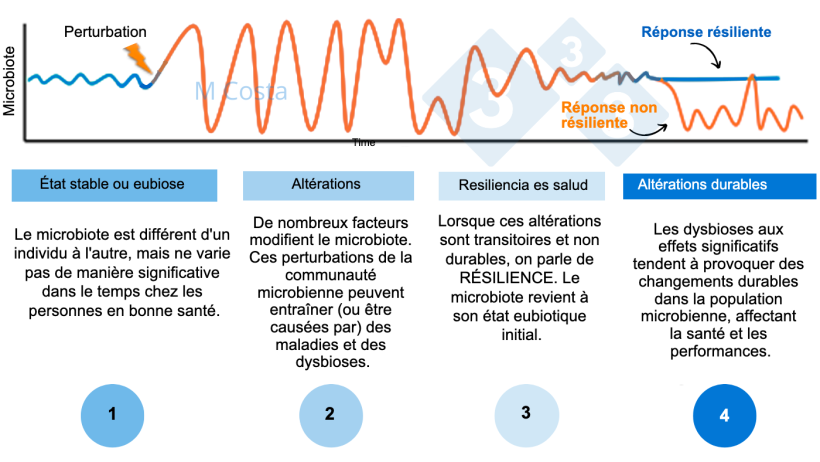 Figure 1 - Sch&eacute;ma hypoth&eacute;tique d&eacute;crivant la r&eacute;ponse du microbiote &agrave; une perturbation. 1) Les individus sains pr&eacute;sentent un degr&eacute; normal de variation de leur microbiote, qui n'entra&icirc;ne pas de maladie (c'est ce qu'on appelle l'eubiose). 2) Une perturbation (par exemple, un stress thermique) peut entra&icirc;ner une instabilit&eacute; du microbiote et provoquer une maladie. 3) Le microbiote r&eacute;silient reviendra &agrave; un &eacute;tat similaire &agrave; celui d'avant la perturbation, o&ugrave; il n'y a pas de maladie. 4) Les microbiotes qui ne sont pas r&eacute;silients ne pourront pas "r&eacute;cup&eacute;rer" et souffriront de dysbiose et de maladies.
