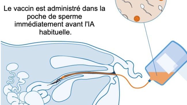 Figure 1 : M&eacute;canisme propos&eacute; pour le vaccin intra-ut&eacute;rin : le vaccin intra-ut&eacute;rin est administr&eacute; in utero pendant l'ins&eacute;mination artificielle standard ou post-cervicale afin de g&eacute;n&eacute;rer une r&eacute;ponse immunitaire cellulaire et &agrave; m&eacute;diation par anticorps chez les truies. Des anticorps colostraux sont produits, qui sont transmis aux porcelets.
