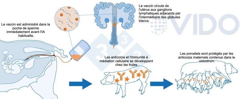 Figure 1 : M&eacute;canisme propos&eacute; pour le vaccin intra-ut&eacute;rin : le vaccin intra-ut&eacute;rin est administr&eacute; in utero pendant l'ins&eacute;mination artificielle standard ou post-cervicale afin de g&eacute;n&eacute;rer une r&eacute;ponse immunitaire cellulaire et &agrave; m&eacute;diation par anticorps chez les truies. Des anticorps colostraux sont produits, qui sont transmis aux porcelets.
