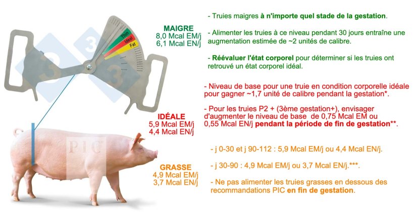 Alimentation et nutrition en gestation. Truies multipares. Mis à jour en avril 2022. On suppose un apport minimum de 11 grammes de lysine digestible par jour . *Estimation basée sur une truie d'un poids corporel de 200 kg. **La plupart des truies P2+ auront un poids corporel >200 kg. Pendant la fin de la période de gestation, elles auront un poids corporel plus élevé et auront donc besoin d'un niveau d'alimentation plus élevé pour répondre à leurs besoins d'entretien. ***Il est très difficile de réajuster l'état corporel d'une truie grasse pendant la période de gestation.