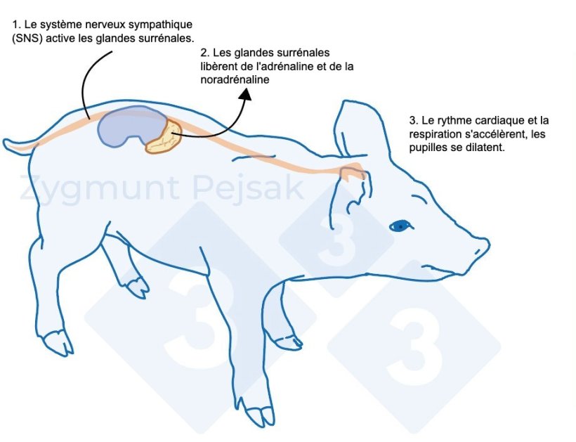Figure 1. Apr&egrave;s un facteur de stress, le syst&egrave;me sympathique stimule les glandes surr&eacute;nales pour qu'elles lib&egrave;rent de l'adr&eacute;naline et de la noradr&eacute;naline. L'activation du syst&egrave;me sympathique chez le porc peut &ecirc;tre mesur&eacute;e par la chromogranine A (CgA).
