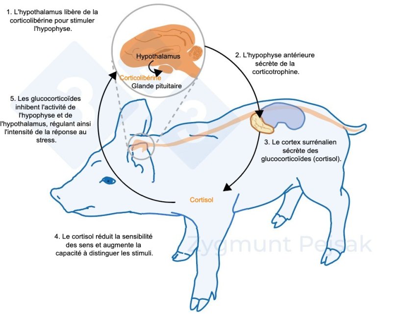 Figure 2 : Quelques minutes &agrave; quelques heures apr&egrave;s le stress, l'axe hypothalamo-hypophyso-surr&eacute;nalien (HHS) est activ&eacute;. L'hypophyse s&eacute;cr&egrave;te de la corticotrophine qui, en atteignant le cortex surr&eacute;nalien, d&eacute;clenche la s&eacute;cr&eacute;tion de glucocortico&iuml;des, dont le cortisol. Les glucocortico&iuml;des inhibent l'activit&eacute; de l'hypophyse et de l'hypothalamus, r&eacute;gulant ainsi l'intensit&eacute; de la r&eacute;ponse au stress. Le cortisol a &eacute;t&eacute; largement utilis&eacute; comme marqueur de stress chez les porcs, &eacute;galement comme test non invasif &agrave; partir de la salive.
