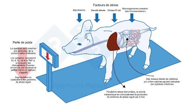 Figure 3 : L'un des co&ucirc;ts suppl&eacute;mentaires d'une alerte prolong&eacute;e est une r&eacute;duction de l'app&eacute;tit et, par cons&eacute;quent, une p&eacute;riode d'engraissement plus longue. Comme la pression des facteurs de stress environnementaux affecte chaque animal diff&eacute;remment, il y aura une diff&eacute;rence de poids entre les porcelets sevr&eacute;s ou les porcs charcutiers du m&ecirc;me &acirc;ge. La diff&eacute;rence de poids entre des animaux du m&ecirc;me &acirc;ge peut avoir de graves cons&eacute;quences &eacute;conomiques. En outre, surtout chez les jeunes animaux, un r&eacute;gime alimentaire manquant de nutriments essentiels pour renforcer la r&eacute;sistance anti-infectieuse peut rendre les animaux plus vuln&eacute;rables.
