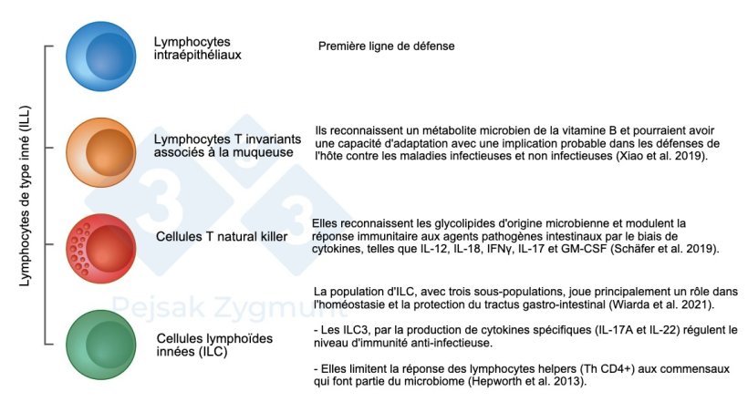 Figure 2. Parmi les GALT, nous pouvons distinguer quelques populations cl&eacute;s : les lymphocytes de type inn&eacute; (ILL) sont situ&eacute;s dans l'intestin gr&ecirc;le et, dans une moindre mesure, dans le gros intestin, jouent un r&ocirc;le important comme la production de cytokines, de mol&eacute;cules cytotoxiques et de peptides antimicrobiens (Hepworth et al., 2013 ; Sch&auml;fer et al., 2019 ; Wiarda et al., 2020 ; Wiarda et al., 2021 ; Xiao et al., 2019).
