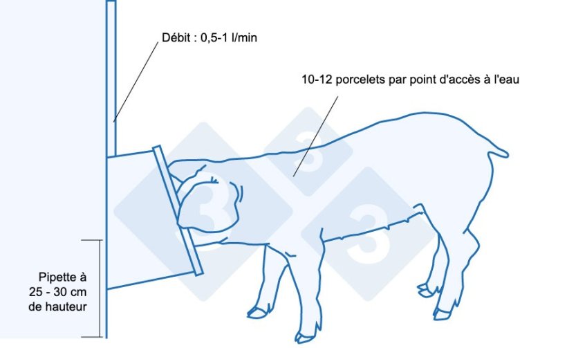 Recommandations pour l'abreuvement des porcelets sevrés