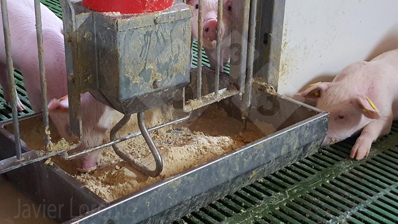 Photo 8 : Trémie avec beaucoup d'aliment.