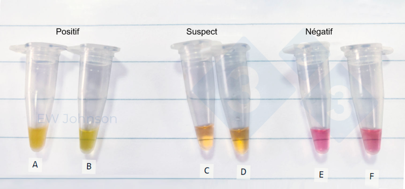 Figure 3 : Tubes de microcentrifugeuse d'un test in situ de la méthode LAMP dans un cas de peste porcine africaine. A : rate d'une truie morte, B : fluides oraux de la même truie (A), C-F : fluides oraux suspects et négatifs.