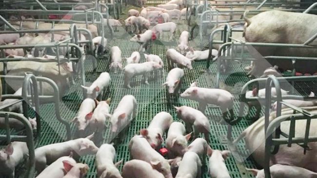 Figure 1 : Groupe de porcelets socialis&eacute;s dans la maternit&eacute;.
