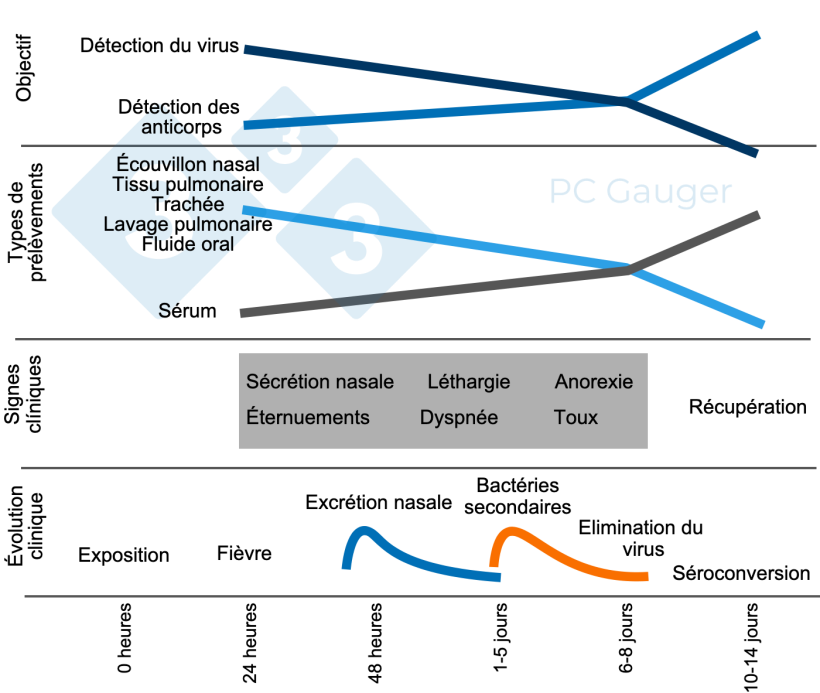 Figure 1 : Pr&eacute;l&egrave;vements d'&eacute;chantillons pour la d&eacute;tection directe ou indirecte et le diagnostic du virus de l'influenza A chez les porcs. L'&eacute;chantillonnage pour la d&eacute;tection directe doit &ecirc;tre effectu&eacute; pendant l'excr&eacute;tion du virus, au d&eacute;but de la maladie. La d&eacute;tection indirecte des anticorps antigrippaux doit &ecirc;tre effectu&eacute;e apr&egrave;s l'excr&eacute;tion du virus et cible la r&eacute;ponse immunitaire contre l'infection.
