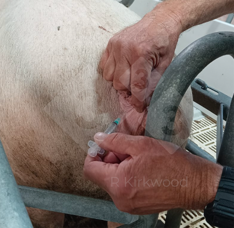 Photo 1 : injection vulvaire.
