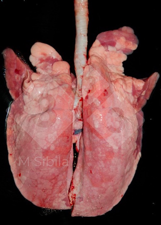 Figure 1 : Vue dorsale d'un poumon pr&eacute;sentant des l&eacute;sions de consolidation pulmonaire cranio-ventrale (CPCV) caus&eacute;es par M. hyopneumoniae
