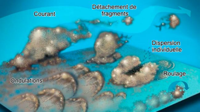 Figure 7 : Les bact&eacute;ries du biofilm peuvent &ecirc;tre mobilis&eacute;es de diff&eacute;rentes mani&egrave;res : Collectivement, sous forme d'ondulations, en roulant &agrave; la surface ou en se d&eacute;tachant en groupes, ou individuellement, en se dispersant dans le courant. Source : Center for Biofilm Engineering, Montana : Centre d'ing&eacute;nierie des biofilms, Universit&eacute; d'&Eacute;tat du Montana
