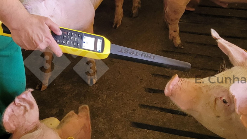 Photo 3 : sur cette photo, l'employ&eacute; proc&egrave;de &agrave; l'identification des animaux &agrave; l'aide de la radiofr&eacute;quence (RFID). La lecture &eacute;lectronique apporte de la souplesse dans l'identification des animaux et de la pr&eacute;cision dans la collecte des donn&eacute;es.
