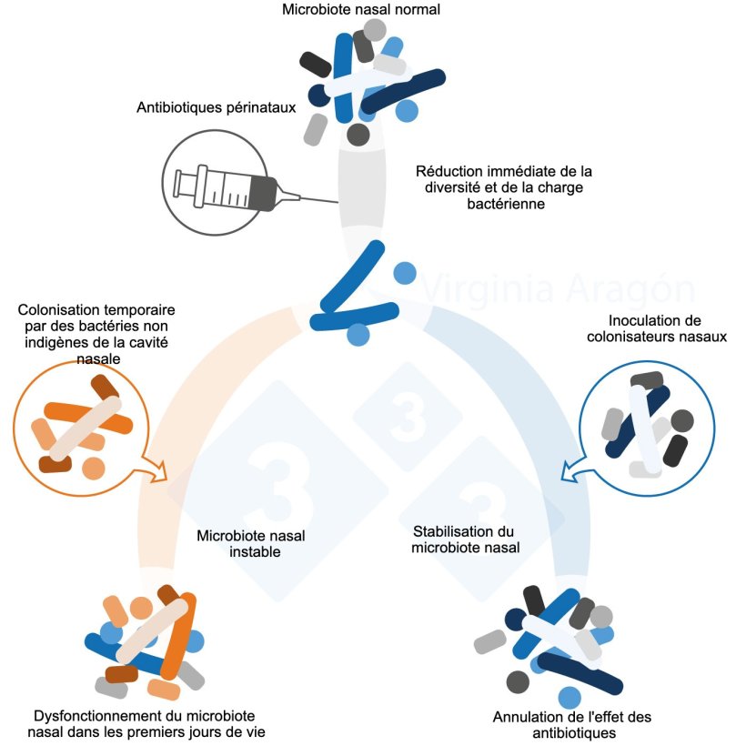 Figure 1. Les antibiotiques p&eacute;rinataux entra&icirc;nent une r&eacute;duction de la charge bact&eacute;rienne du microbiote nasal, dont ils modifient la diversit&eacute; et la composition. Cette alt&eacute;ration est plus durable lorsque les m&egrave;res sont trait&eacute;es. L'inoculation de colonisateurs nasaux peut inverser cet effet.&nbsp;
