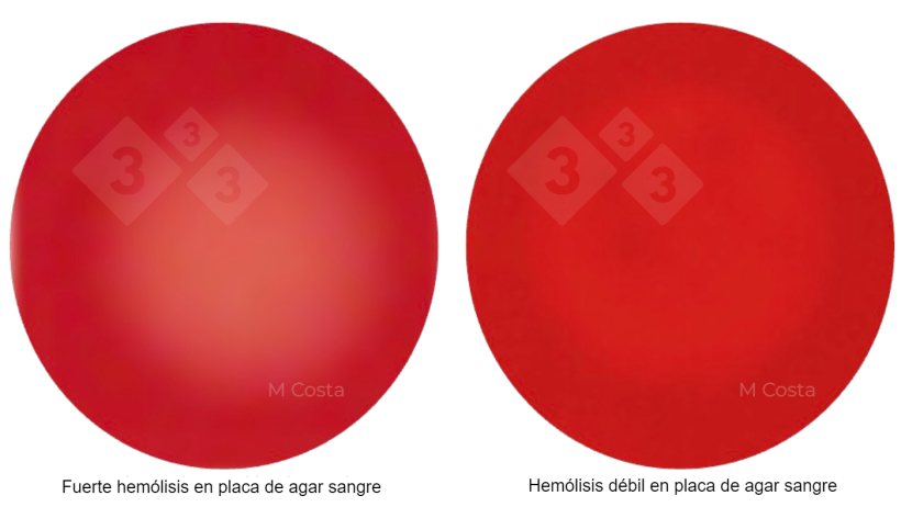 Figure 1 : Diff&eacute;rence visuelle entre les souches de Brachyspira fortement h&eacute;molytiques (&agrave; gauche) et faiblement h&eacute;molytiques (&agrave; droite). Photos prises sur une g&eacute;lose au sang de mouton &agrave; 5 %, la transparence indiquant l'h&eacute;molyse (d&eacute;composition des globules rouges).
