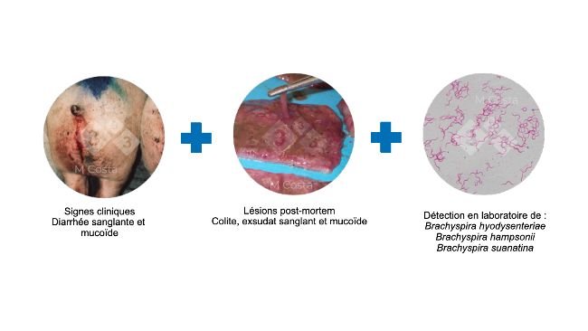 Figure 2 : Triade de tests proposés pour confirmer le diagnostic de dysenterie porcine.