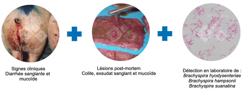 Figure 2 : Triade de tests propos&eacute;s pour confirmer le diagnostic de dysenterie porcine.
