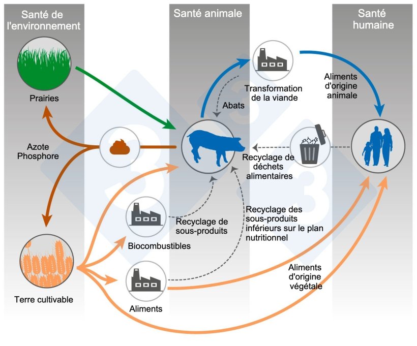 Alimentation animale et One Health. Modifi&eacute; d'apr&egrave;s Shurson et Urriola 2022.
