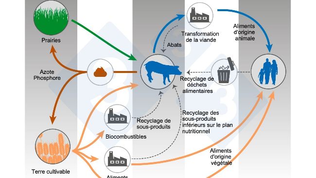 Alimentation animale et One Health. Modifi&eacute; d'apr&egrave;s Shurson et Urriola 2022.
