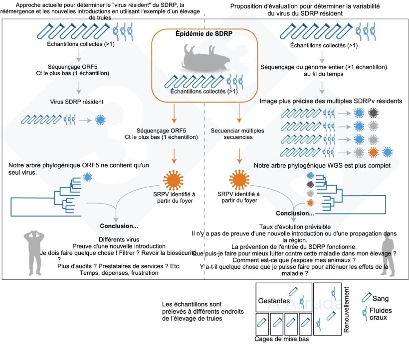 Figure 1. Illustration d'un exemple de l'approche courante actuelle pour d&eacute;terminer le variant de SDRPv au sein d&rsquo;un &eacute;levage (panneau de gauche) et de l'&eacute;valuation que nous proposons pour d&eacute;terminer la variabilit&eacute; des SDRPv r&eacute;sidents (panneau de droite).

