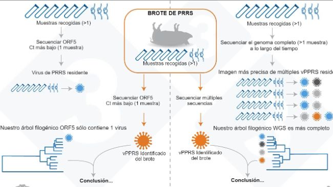Figure 1. Illustration d'un exemple de l'approche courante actuelle pour d&eacute;terminer le variant de SDRPv au sein d&rsquo;un &eacute;levage (panneau de gauche) et de l'&eacute;valuation que nous proposons pour d&eacute;terminer la variabilit&eacute; des SDRPv r&eacute;sidents (panneau de droite).
