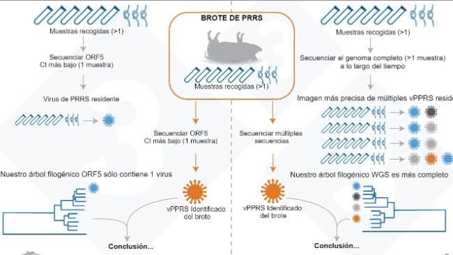 Figure 1. Illustration d'un exemple de l'approche courante actuelle pour déterminer le variant de SDRPv au sein d’un élevage (panneau de gauche) et de l'évaluation que nous proposons pour déterminer la variabilité des SDRPv résidents (panneau de droite).